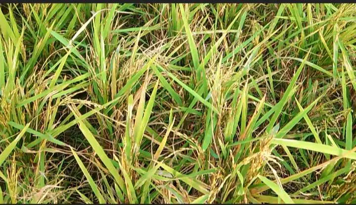 এসিআই বীজে কারসাজি: একশ হেক্টর জমির ধান ফলন বিপর্যয়