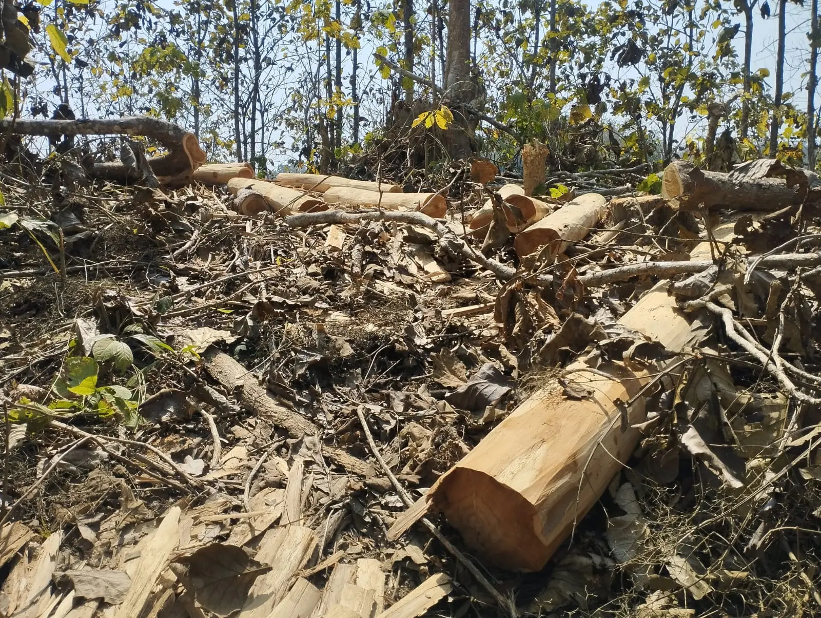 রাঙামাটিতে বন ফরেষ্ট রেইঞ্জার মামুনুর রহমানের অভিযোগের পাহাড়