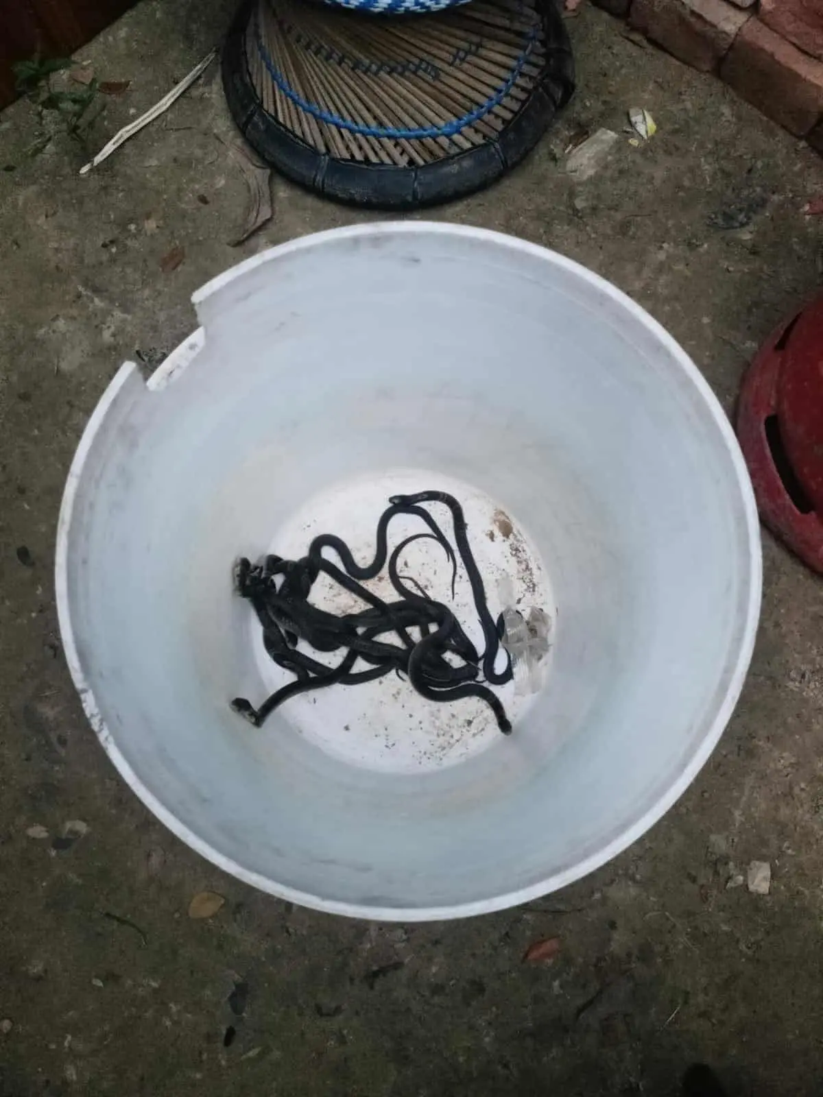 মিরসরাইয়ে বসতঘর থেকে বিষাক্ত পদ্ম গোখরা সাপ উদ্ধার