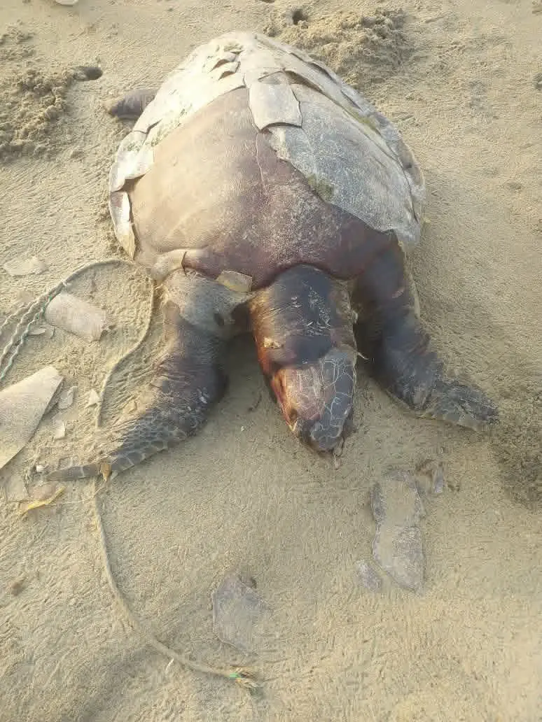 মহেশখালীতে সৈকতে ভেসে আসছে মৃত মা কাছিম: হুমকির মুখে সামুদ্রিক বাস্তুসংস্থান