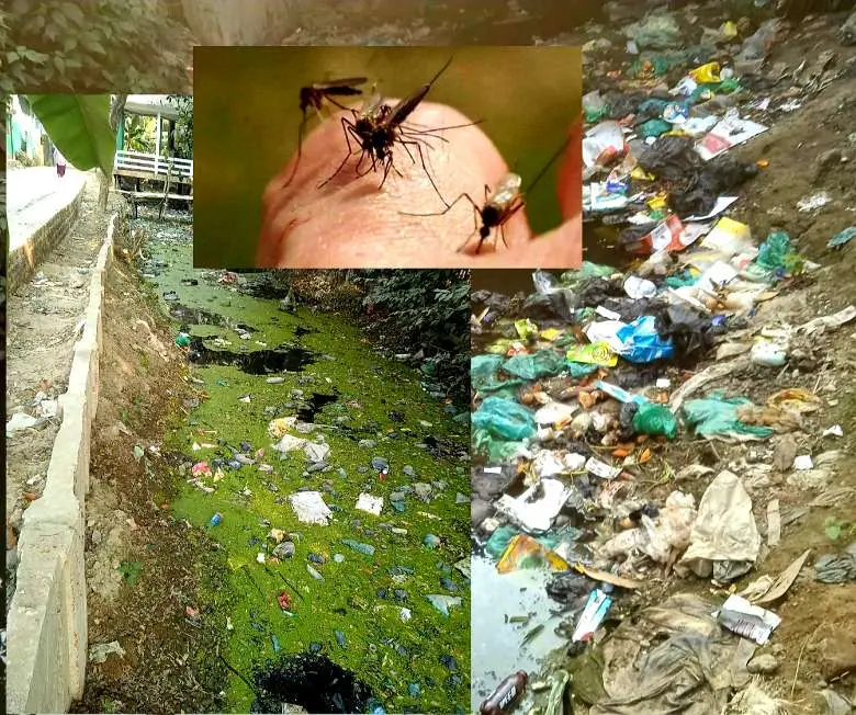 মশার অত্যাচারে অচল চট্টগ্রামের বাঁশখালী বাসীর জনজীবন