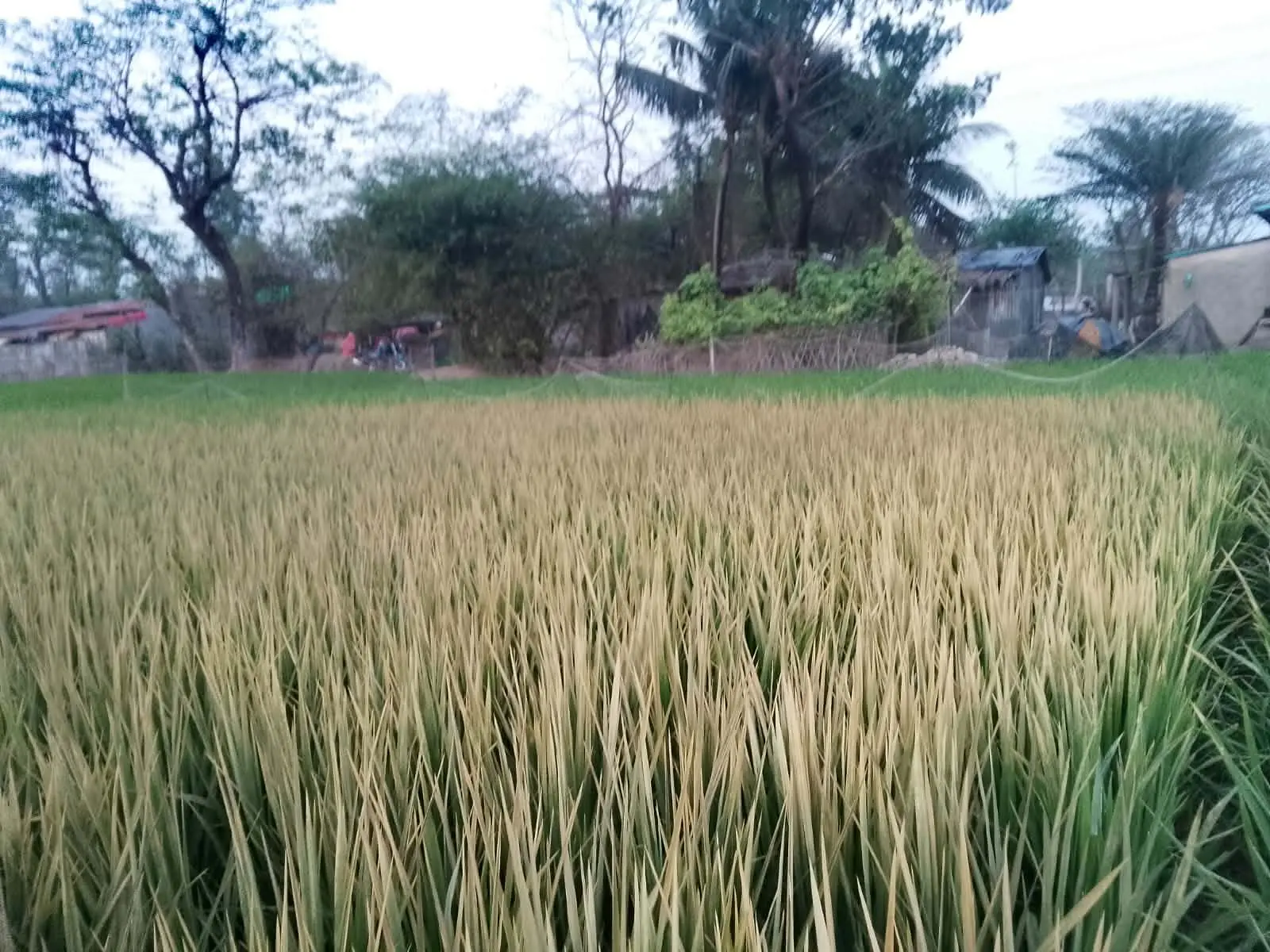 ধানের সাথে শত্রুতা! বাঁশখালীতে রাতের আঁধারে কৃষকের স্বপ্ন পুড়িয়ে দেওয়ার অভিযোগ