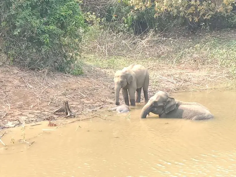 নাইক্ষ্যংছড়িতে ডোবায় শাবকের মৃত্যু, পাশে হাতি দম্পতি