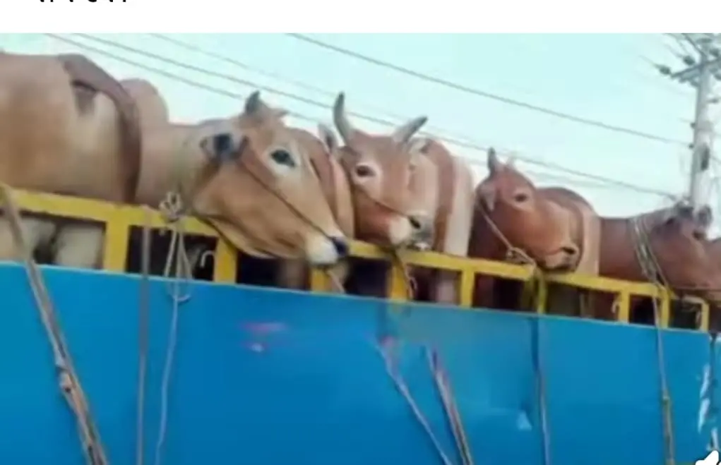 নাইক্ষ‍্যংছড়ি সীমান্ত দিয়ে অবৈধভাবে অনা ২৪ বিদেশি গরু আটক