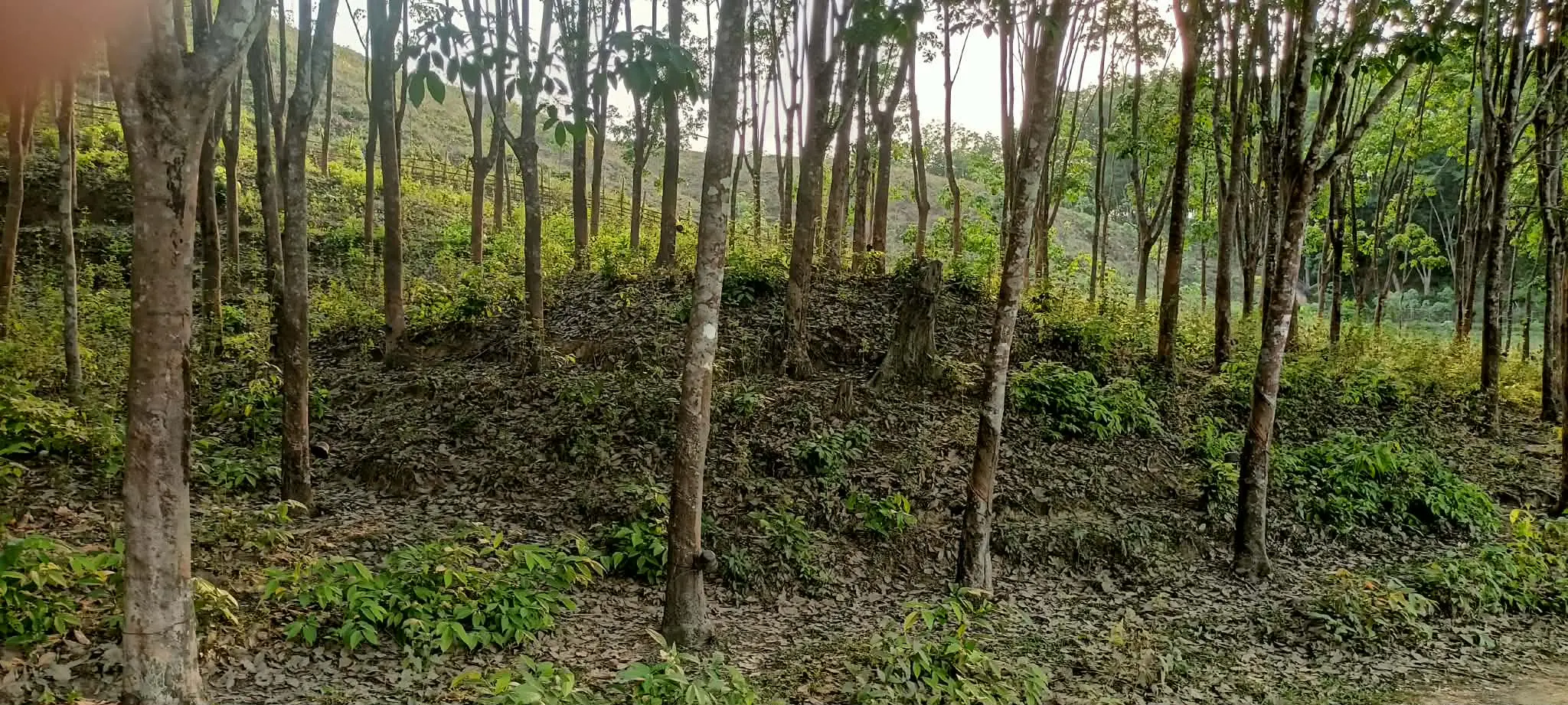 নাইক্ষ্যংছড়ির বাইশারীতে ৩ রাবার শ্রমিক অপহরণ,বাগান মালিকদের মধ্যে আতঙ্ক