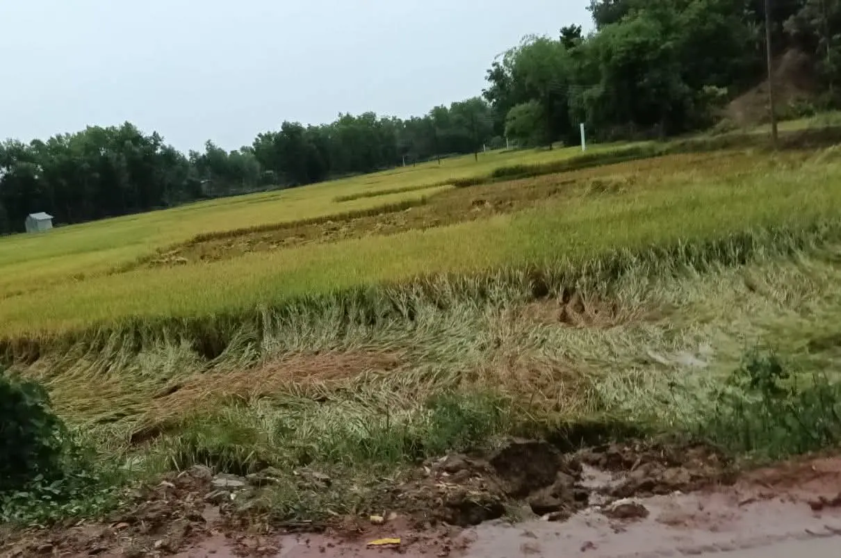 নাইক্ষ‍্যংছড়ি-রামুতে কালবৈশাখী ঝড় ও বাতাসে"বোরো ধানের ক্ষয়ক্ষতির আশঙ্কা