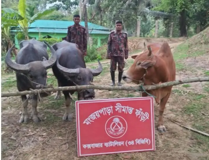 নাইক্ষ‍্যংছড়ির মংজয় পাড়া সীমান্ত দিয়ে" কুরবানকে সামনে রেখে বিদেশি গরু, মহিষ আনতে ‍মরিয়া চোরাকারবারিরা