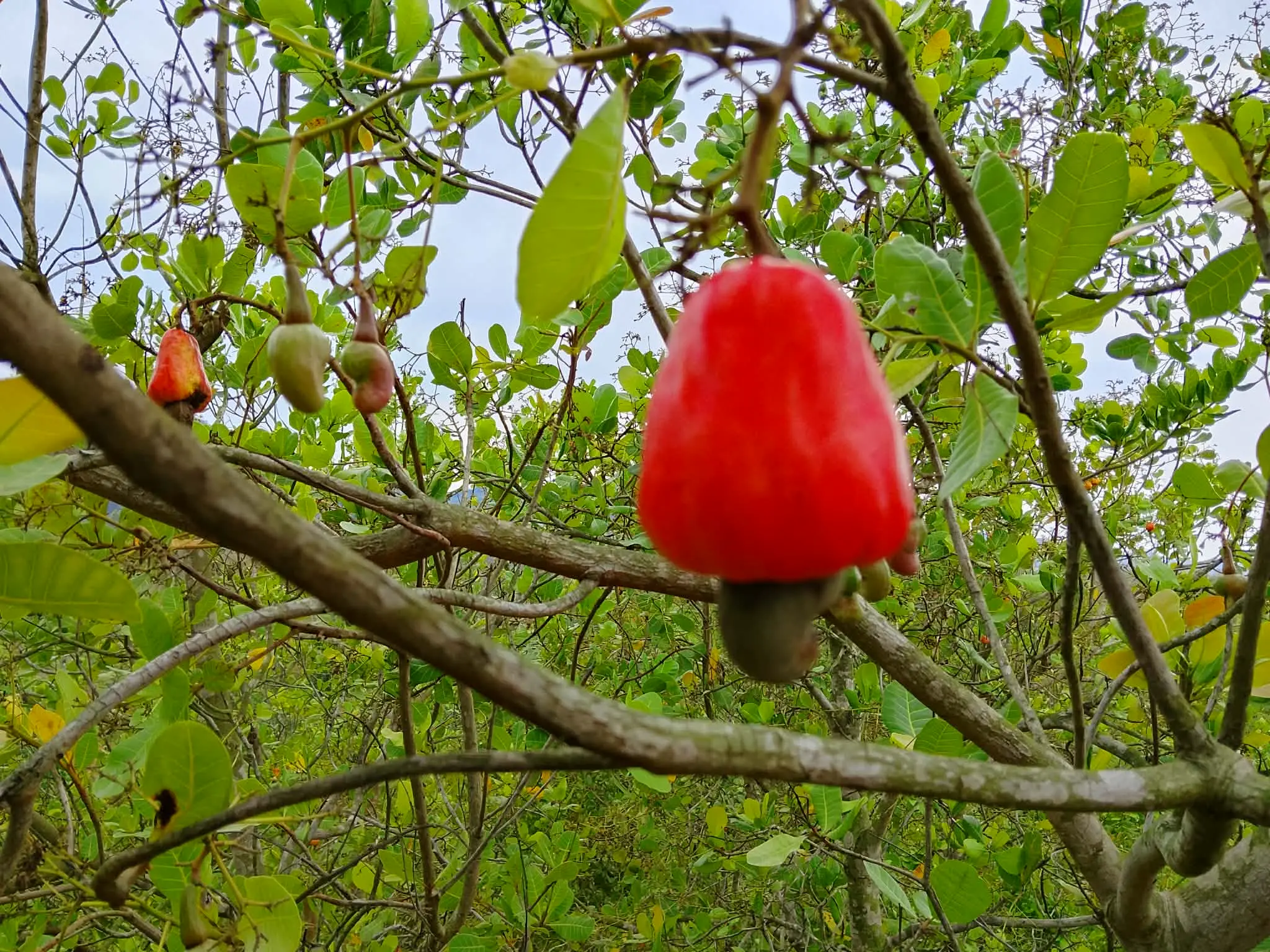 থানচিতে কাজুবাদাম সংগ্রহ শুরু, ভালো ফলনের আশা কৃষকদের