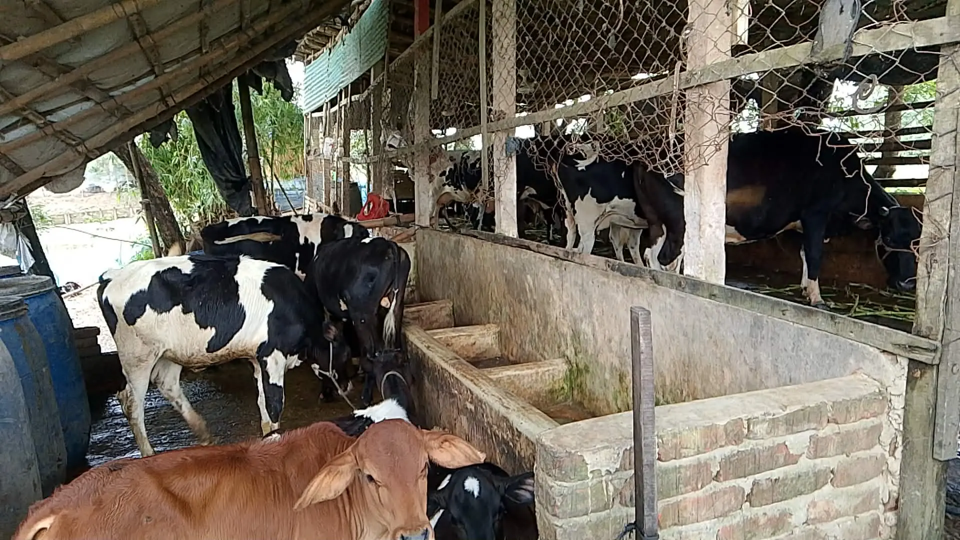 চকরিয়ায় মধ্যরাতে এগ্রো খামারে ডাকাতি, ৩৬টি ছাগল লুটের অভিযোগ