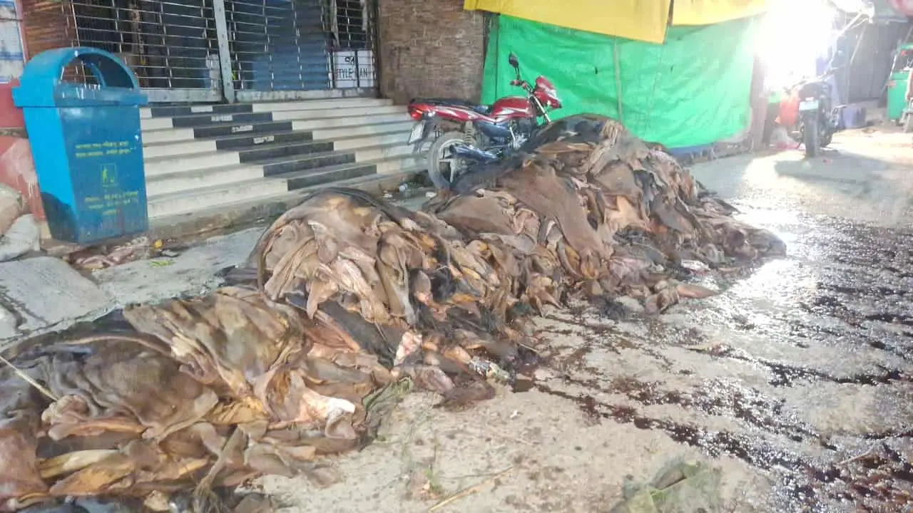 ফটিকছড়িতে সড়কে পড়ে রইল চামড়া