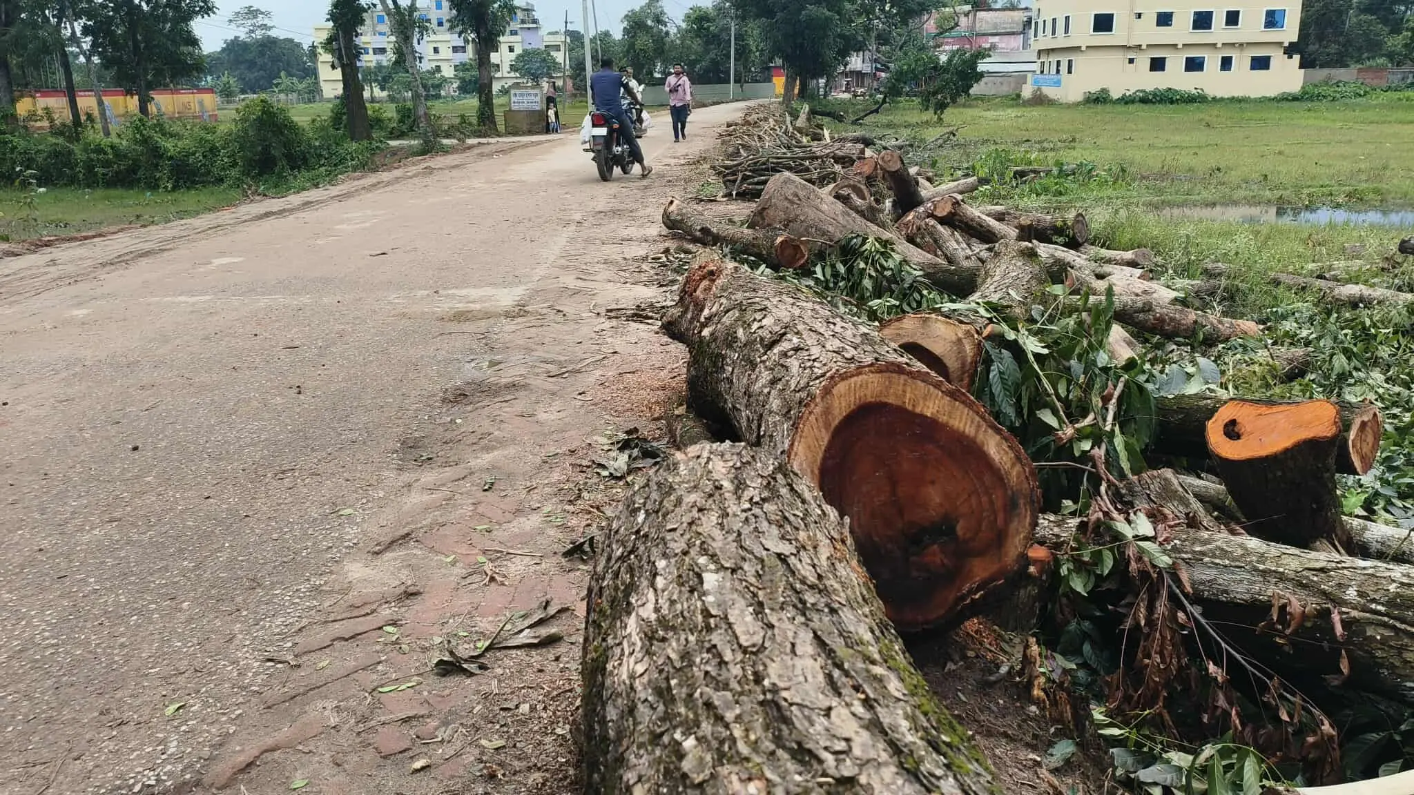 নানুপুর-খিরাম সড়ক প্রশস্তকরণে গাছ উজাড়: ‘এত কিছু দেখলে কাজ বন্ধ হয়ে যাবে’ — উপজেলা প্রকৌশলী