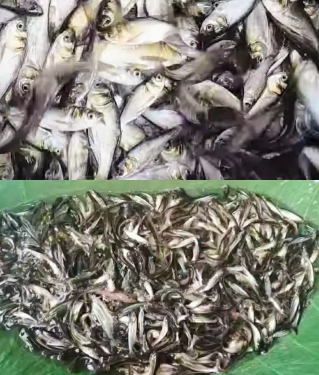 পটিয়ার পোনা মাছের বাজার দক্ষিণ চট্টগ্রামের মৎস্যচাষিদের চাহিদা পূরনে আবদান রাখছে