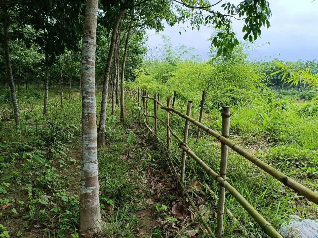 ফটিকছড়িতে বাঁশের বেড়া, বনজ গাছ রোপণ করে রাবার বাগানের জমি দখলের অভিযোগ