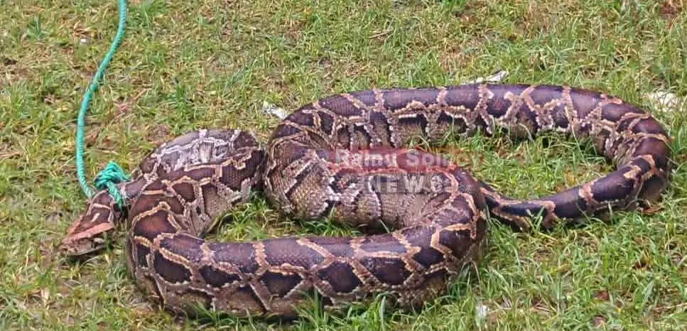 রামুতে জেলের জালে ধরা পড়া বিশাল অজগর নিরাপদ অরণ্যে অবমুক্ত