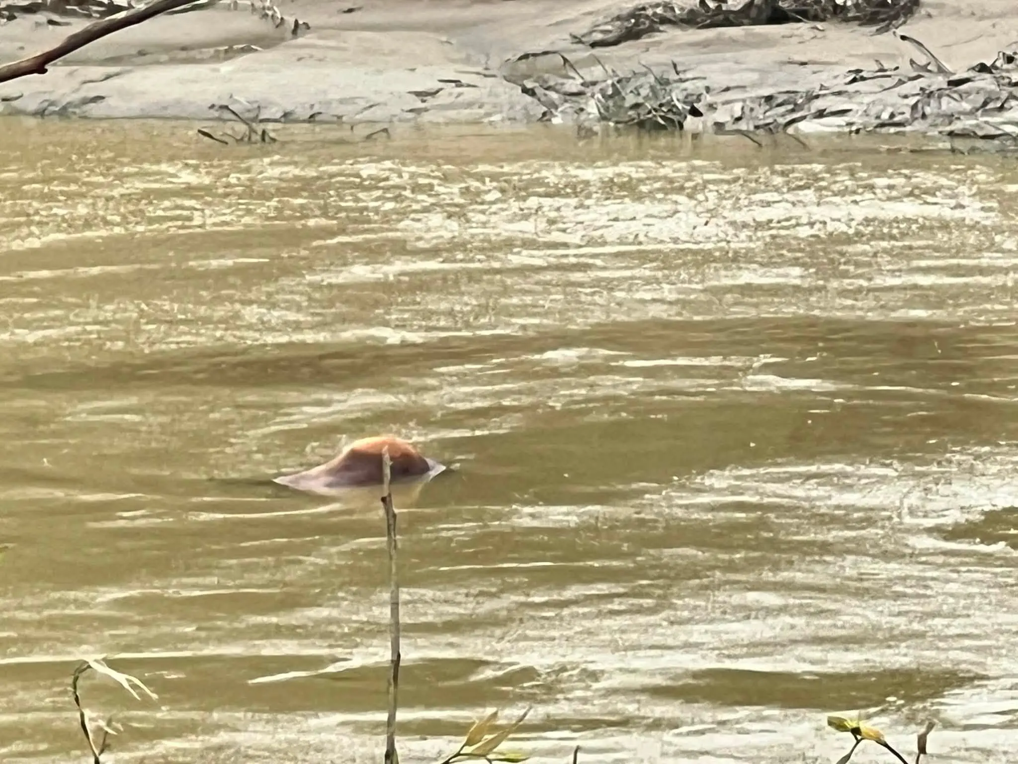 হালদায় ভাসছে মৃত গরু, দূষণের শঙ্কা