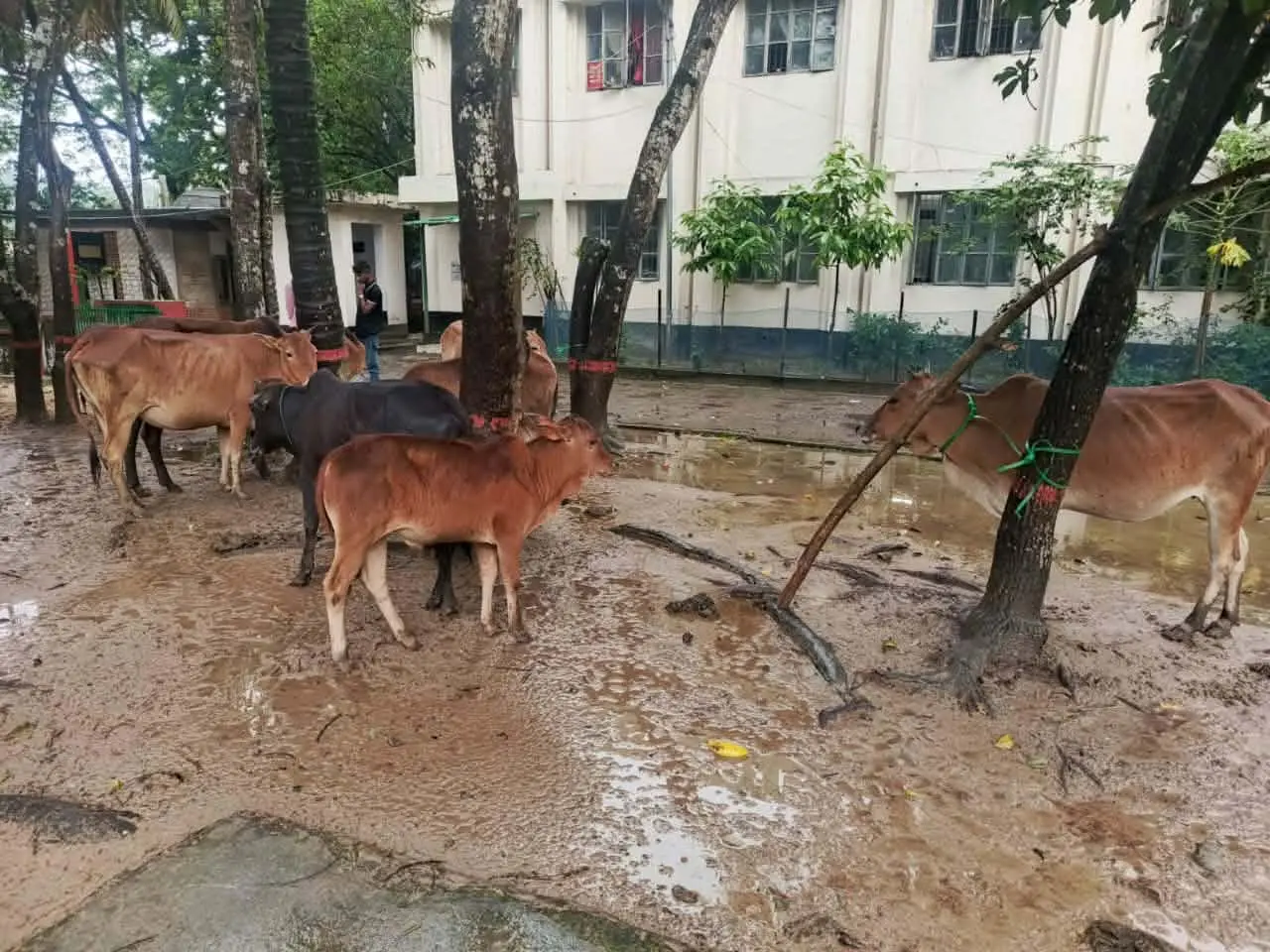 নাইক্ষ্যংছড়ি সীমান্ত দিয়ে অবৈধভাবে আনা ১০ বিদেশি গরু আটক