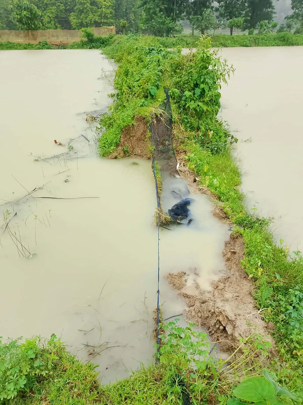 লামায় স্মরণকালের বন্যায় মৎস্য খাতে ব্যাপক ক্ষয়ক্ষতি: পুকুর ও ফিশারিতে ক্ষতি প্রায় দেড় কোটি টাকা