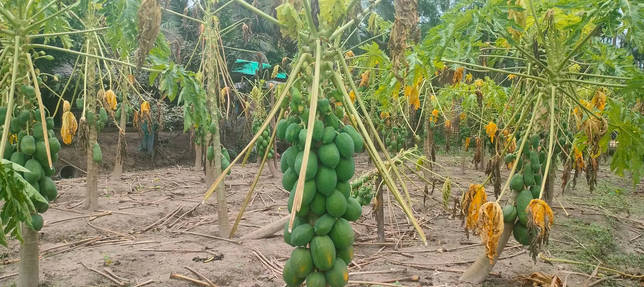 নাইক্ষ্যংছড়িতে পেঁপেচাষিদের স্বপ্ন শেষ করে দিল বন্যা