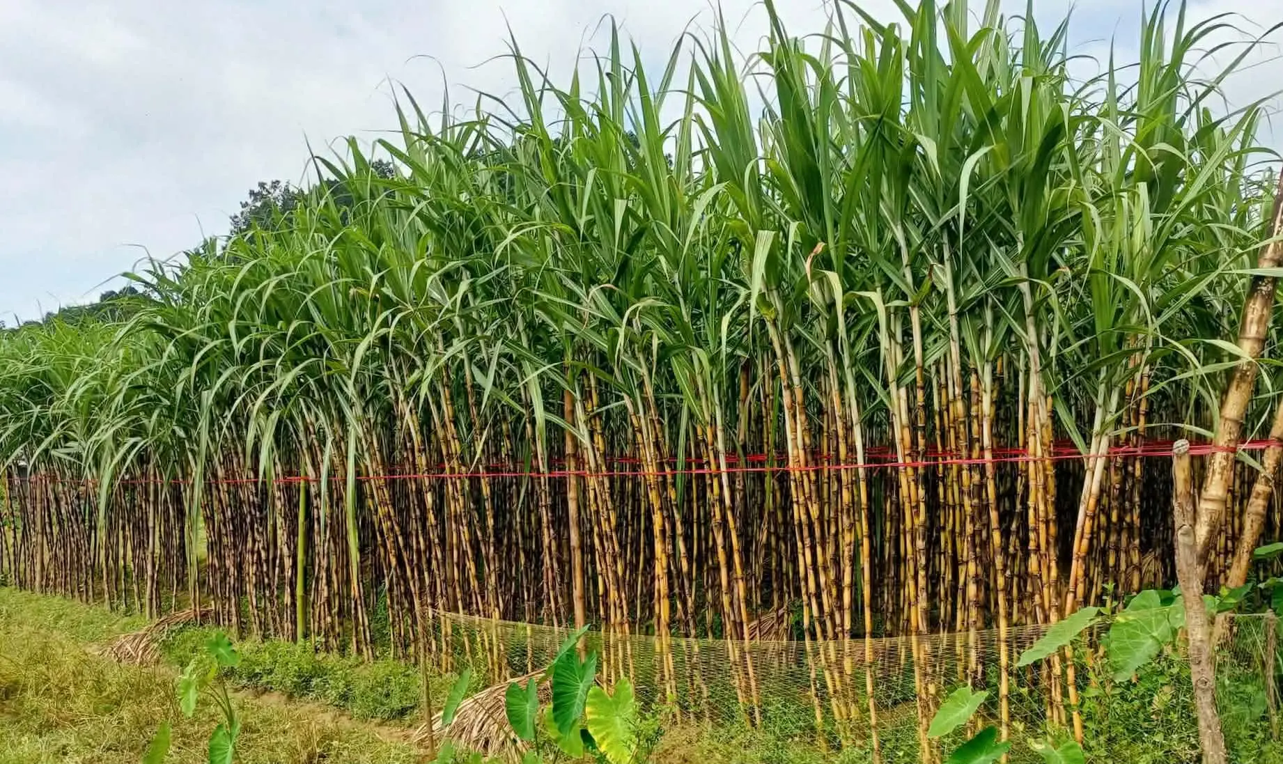 পটিয়ায় আখ চাষে সফলতা: কৃষক সেতু রুদ্রের মুখে হাসি