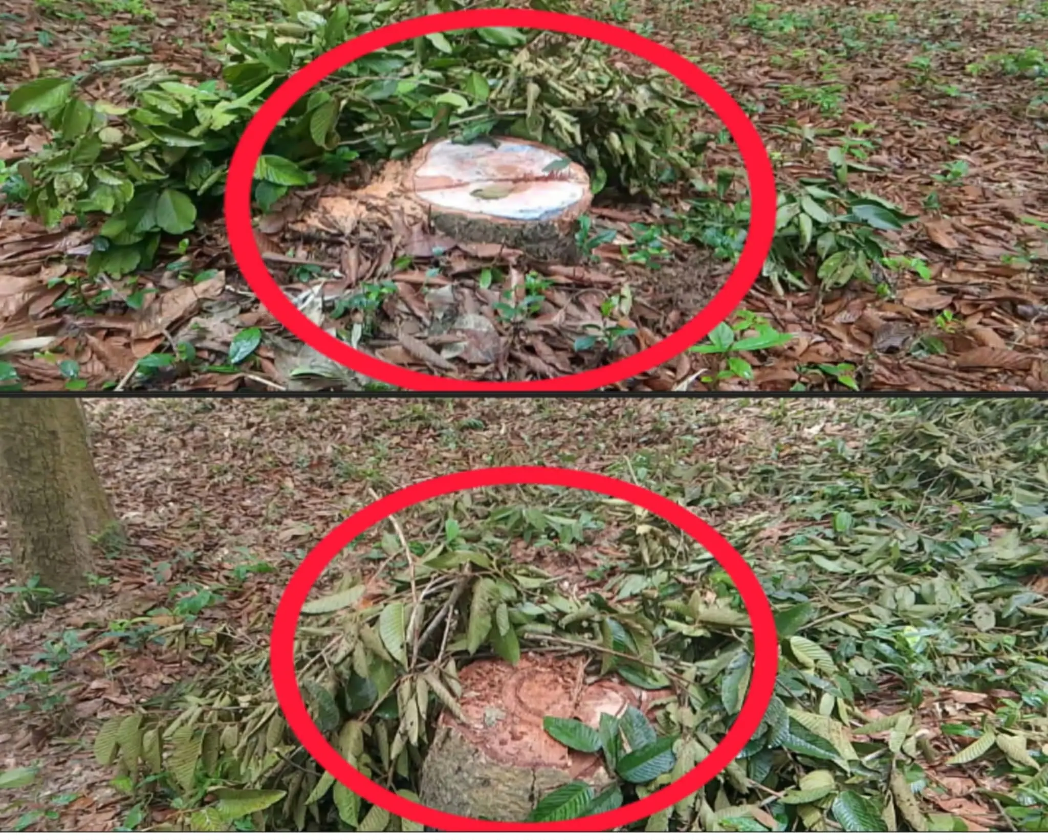 বিট কর্মকর্তার ইন্ধনে আজিজনগর বন্যপ্রাণী অভয়ারণ্য থেকে গর্জন গাছ লুট