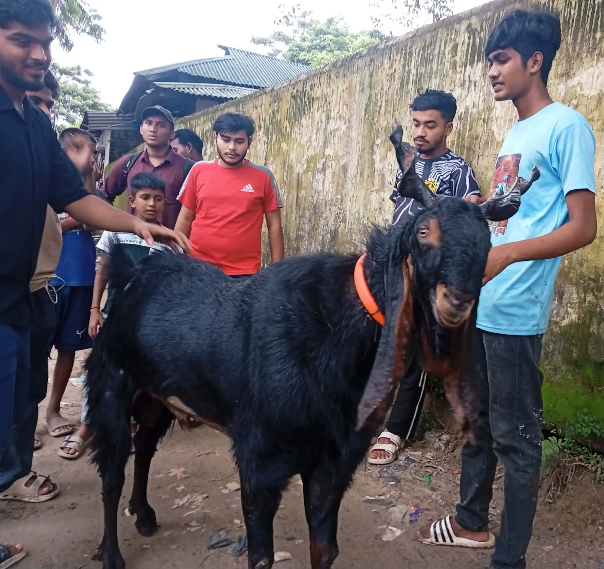 মনসা পূজা উপলক্ষে পটিয়ার অলির হাট রুদ্রপাড়ায় বিশাল আকৃতির ছাগলের সমাহার