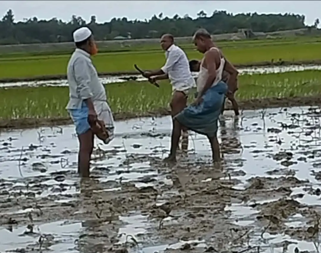 খুটাখালীতে চাঁদা না দেওয়ায় আমন চাষে বাধা ও হামলা
