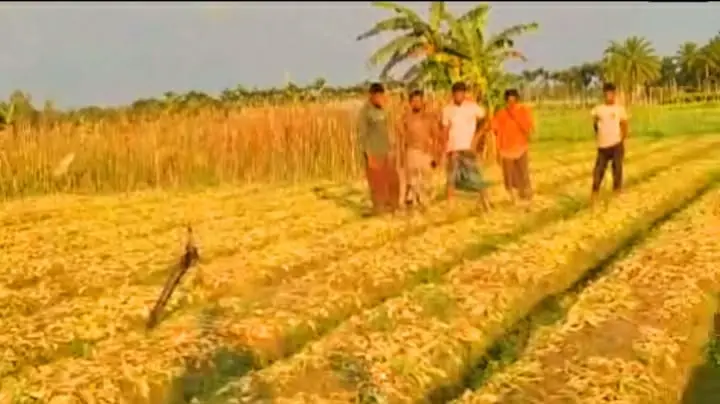 নকল বালাইনাশক প্রয়োগে মুলা-ধনে খেত পুড়ে সাড়ে ৬ লাখ টাকার ক্ষতির অভিযোগ