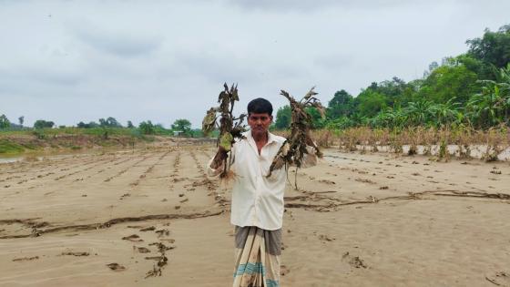 ফটিকছড়িতে ফসল ঘরে তোলার আগেই সর্বনাশ, ঋণের চাপে কৃষক