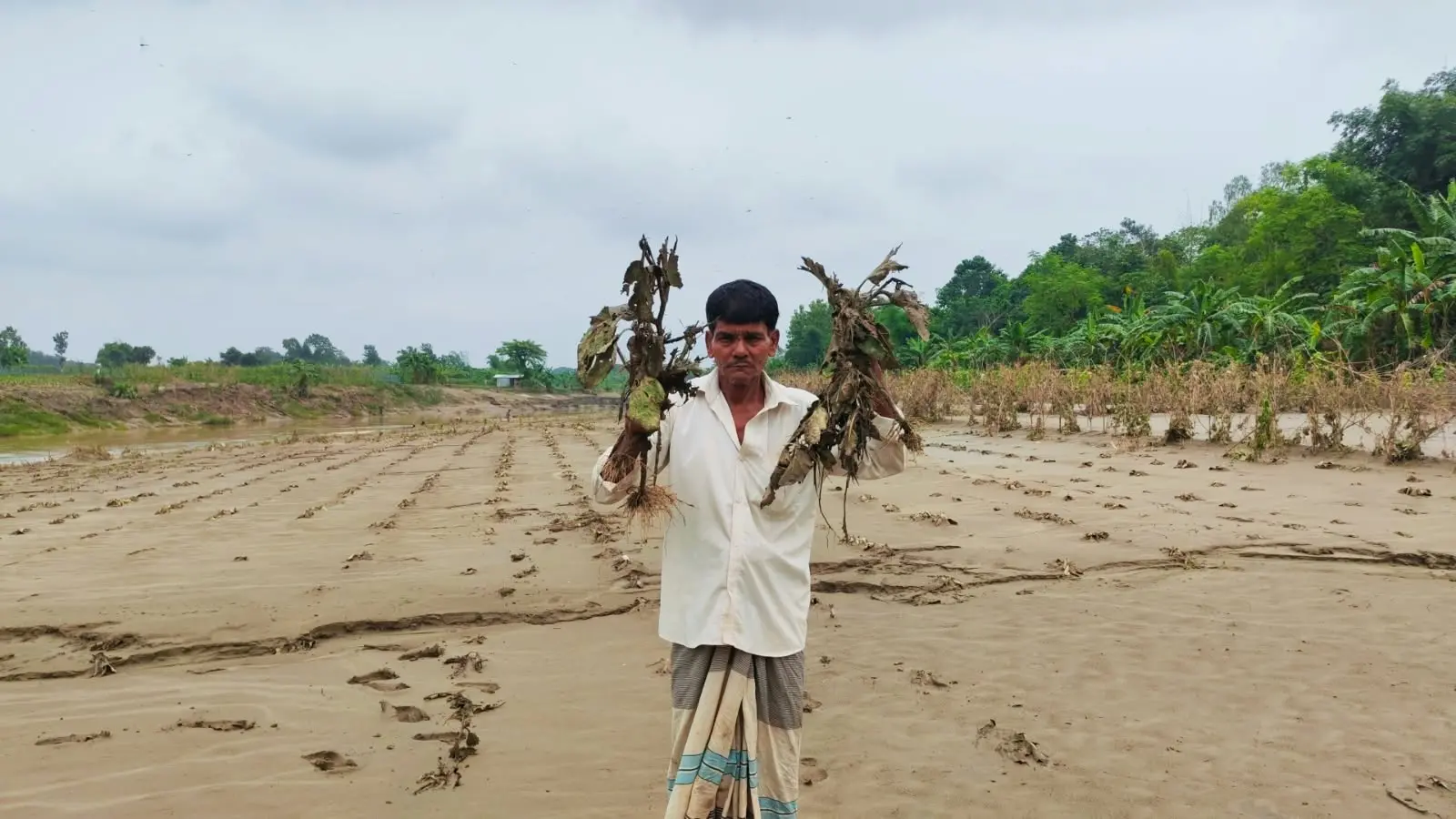 ফটিকছড়িতে ফসল ঘরে তোলার আগেই সর্বনাশ, ঋণের চাপে কৃষক