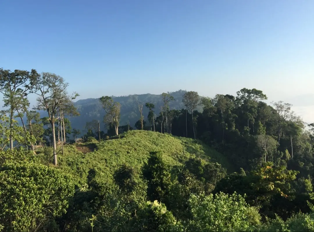 অনিয়ম-দুর্নীতির আখড়া বান্দরবান বন বিভাগ!