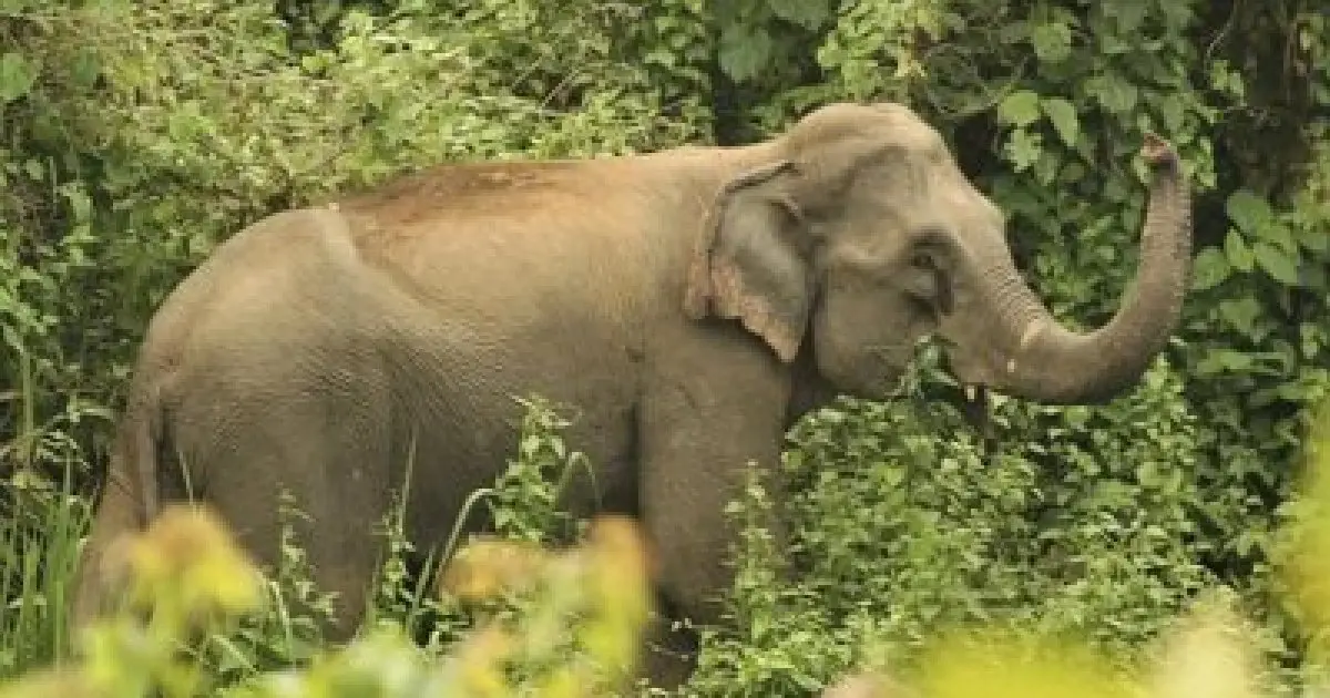 নাইক্ষ্যংছড়ির সোনাইছড়িতে হাতির আক্রমণে শ্রমিকের মৃত্যু