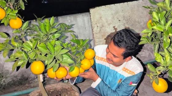 পটিয়ায় বাড়ির ছাদে থাই আনার ও মালটা চাষে প্রশংসিত তরুণ