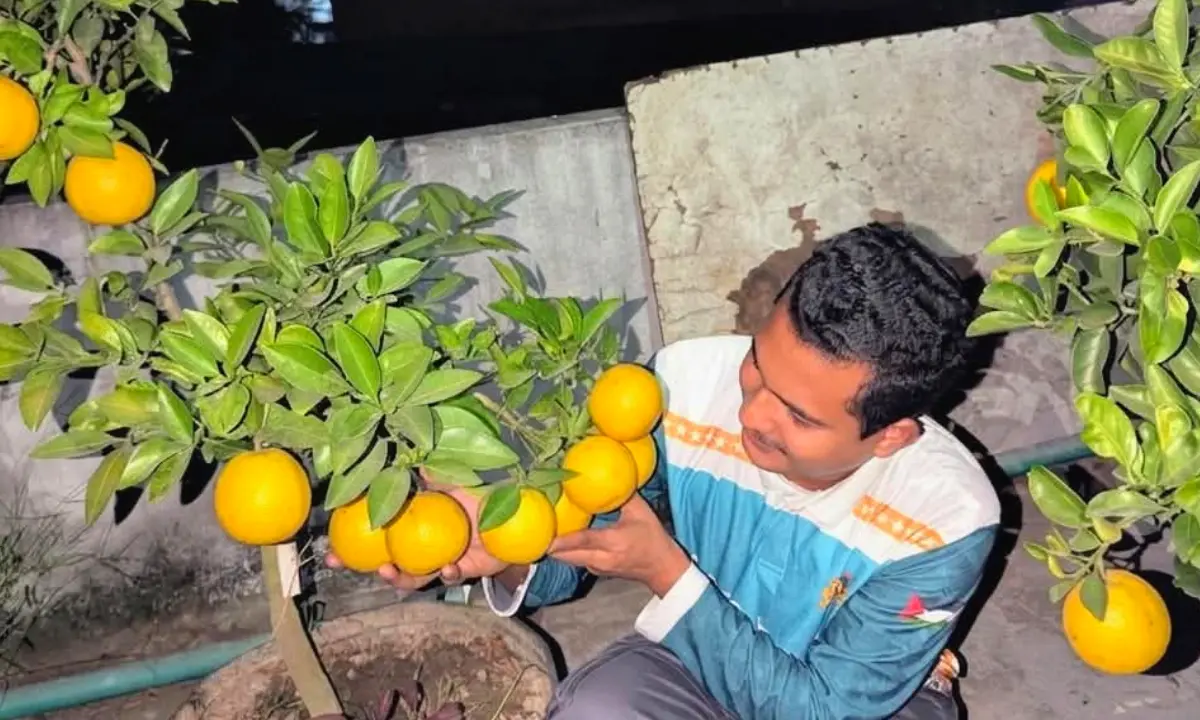 পটিয়ায় বাড়ির ছাদে থাই আনার ও মালটা চাষে প্রশংসিত তরুণ