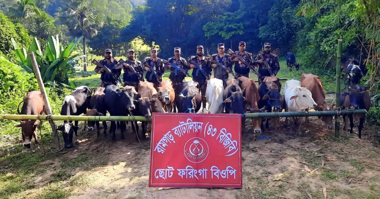 মিরসরাইয়ে বিজিবির অভিযানে ৩১ ভারতীয় গরু জব্দ