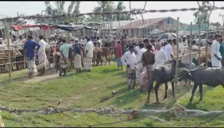 প্রশাসনকে বৃদ্ধাঙ্গুলি দেখিয়ে বহালতবিয়তে ইলিশিয়া গরুর হাট, রাজস্ব হারাচ্ছে সরকার