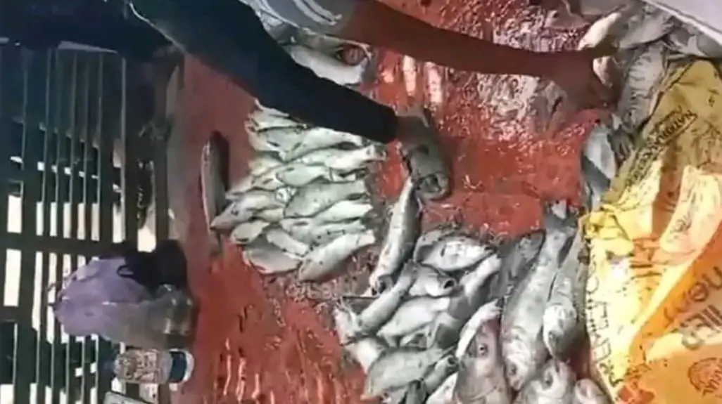 খাস পুকুরের মাছ কার? ভাগাভাটোয়ারা নিয়ে এলাকায় ক্ষোভ ও প্রশ্ন