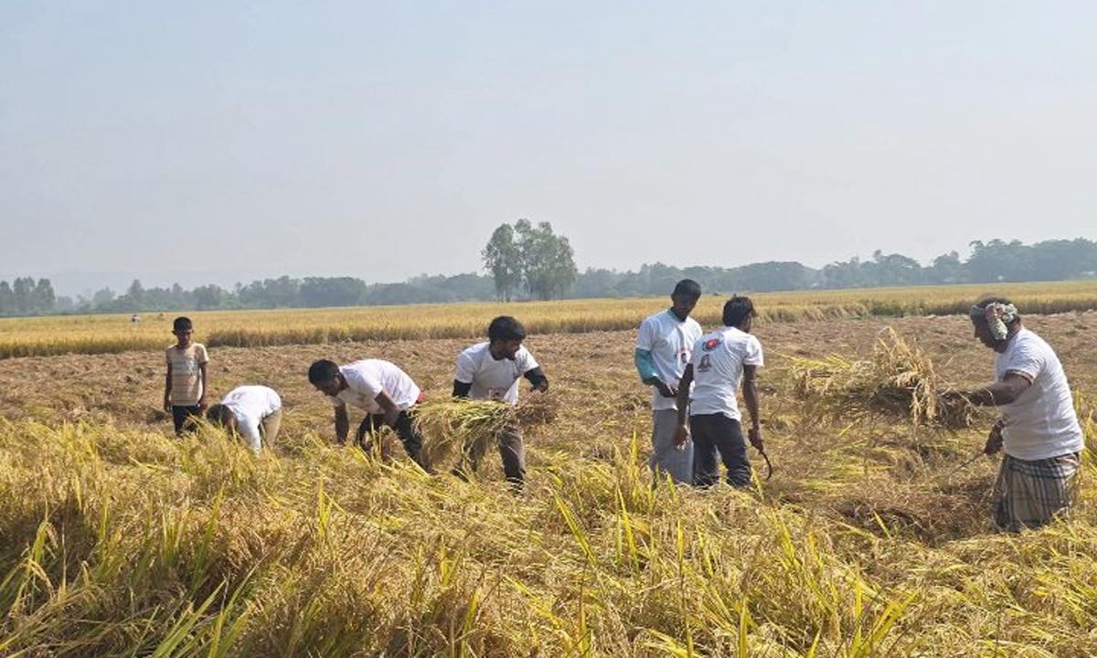 মীরসরাইয়ে কৃষকের ৪০ শতক জমির ধান কেটে দিলো উপজেলা কৃষকদল