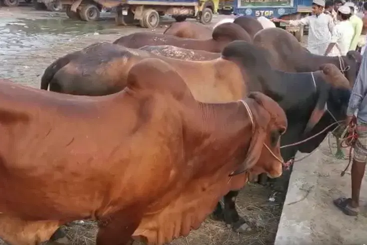 নাইক্ষ্যংছড়িতে বিজিবির আটক করা ২৪ বার্মিজ গরুর নিলাম সম্পন্ন