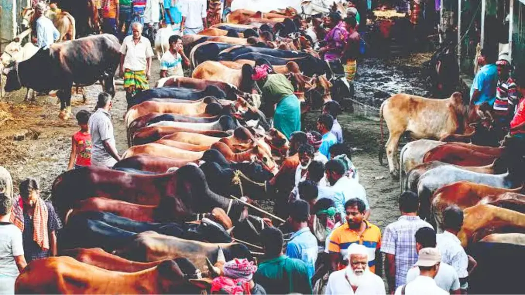 কোরবানির হাটে এবার দরপতন, রাজস্ব হারানোর শঙ্কায় চসিক