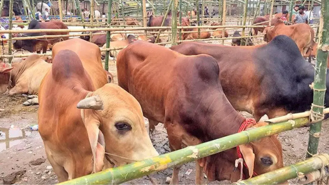 এবার ৩৫ হাজারেরও বেশি পশুর ঘাটতি চট্টগ্রামে, দাম নিয়ে মিশ্র প্রতিক্রিয়া