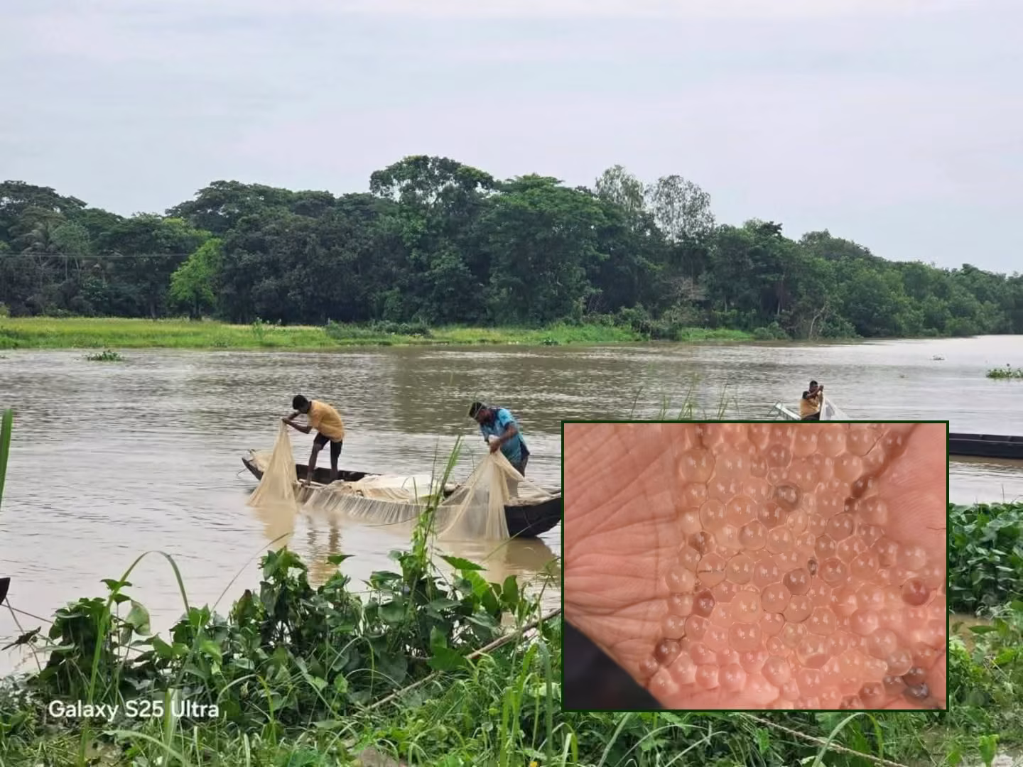 হালদায় নমুনা ডিম ছেড়েছে মা মাছ জোয়ারে পুরোদমে ছাড়ার সম্ভাবনা