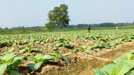 চট্টগ্রাম-কক্সবাজারে বাড়ছে তামাক চাষ, গ্রাস করছে খাদ্যশস্যের জমি