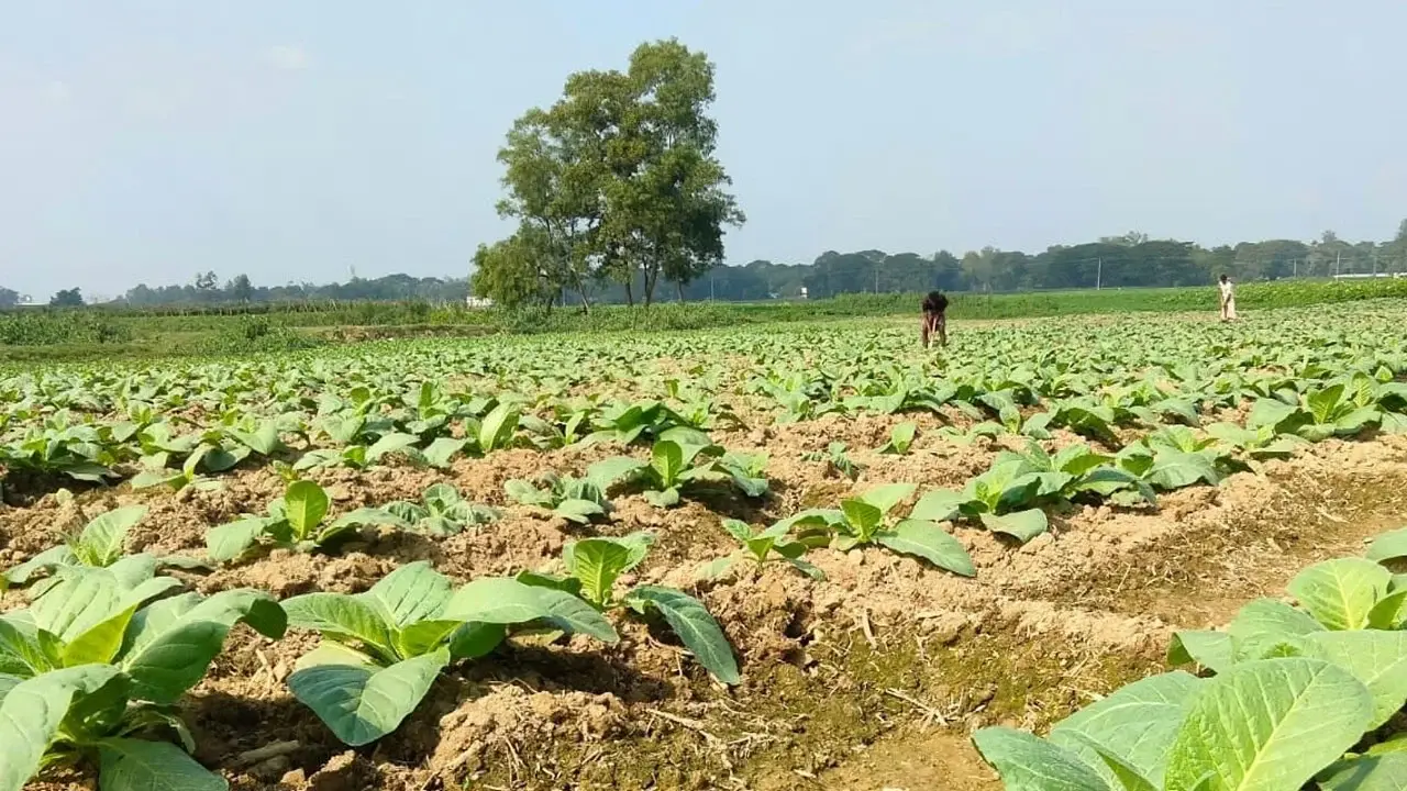 চট্টগ্রাম-কক্সবাজারে বাড়ছে তামাক চাষ, গ্রাস করছে খাদ্যশস্যের জমি